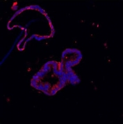 Immunofluorescent staining of FFPE human colon with Lysozyme antibody (red) and DAPI (blue). HIER: Boil the paraffin sections in pH 6, 10mM citrate buffer for 20 minutes and allow to cool prior to staining.