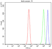Flow cytometry testing of fixed and permeabilized human SH-SY5Y cells with RAB11 antibody at 1ug/10^6 cells (blocked with goat sera); Red=cells alone, Green=isotype control, Blue= RAB11 antibody.