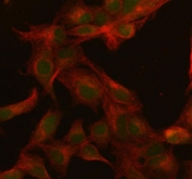 Immunofluorescent staining of FFPE human A549 cells with SFRS3 antibody (green) and Beta Tubulin mAb (red). HIER: steam section in pH6 citrate buffer for 20 min.
