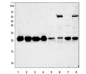 Western blot testing of 1) human 293T, 2) human K562, 3) human Caco-2, 4) human Raji, 5) rat brain, 6) rat PC-12, 7) mouse brain and 8) mouse NIH-3T3 cell lysate with mtTFA antibody. Expected molecular weight 24~29 kDa.