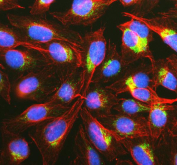 Immunofluorescent staining of FFPE human U-2 OS cells with mtTFA antibody (green), Alpha Tubulin mAb (red) and DAPI nuclear stain (blue). HIER: steam section in pH6 citrate buffer for 20 min.