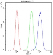 Flow cytometry testing of human U-87 MG cells with ASPH antibody at 1ug/million cells (blocked with goat sera); Red=cells alone, Green=isotype control, Blue= ASPH antibody.