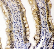 IHC staining of FFPE rat intestine with Cryptochrome I antibody at 1ug/ml. HIER: boil tissue sections in pH6, 10mM citrate buffer, for 10-20 min followed by cooling at RT for 20 min.
