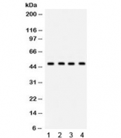 Western blot testing of 1) rat brain, 2) mouse brain, 3) human U20S and 4) human HeLa lysate with GJC2 antibody. Expected/observed molecular weight ~47 kDa.