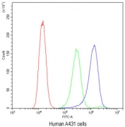 Flow cytometry testing of human A431 cells with ATG14L antibody at 1ug/10^6 cells (blocked with goat sera); Red=cells alone, Green=isotype control, Blue= ATG14L antibody.