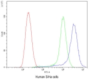 Flow cytometry testing of human SiHa cells with ATG14L antibody at 1ug/10^6 cells (blocked with goat sera); Red=cells alone, Green=isotype control, Blue= ATG14L antibody.