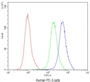 Flow cytometry testing of human PC-3 cells with ATG14L antibody at 1ug/10^6 cells (blocked with goat sera); Red=cells alone, Green=isotype control, Blue= ATG14L antibody.