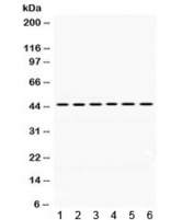 Western blot testing of 1) rat brain, 2) rat testis, 3) mouse brain, 4) human PANC, 5) human HeLa and 6) human MCF7 lysate with ARC antibody. Expected/observed molecular weight ~45 kDa.
