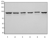 Western blot testing of 1) human HeLa, 2) human HepG2, 3) rat liver, 4) rat RH35, 5) mouse liver and 6) mouse NIH 3T3 cell lysate with ALIX antibody. Expected/observed molecular weight ~96 kDa.