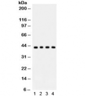 Western blot testing of 1) rat thymus, 2) rat testis, 3) human MCF7 and 4) A549 lysate with ADIPOR1 antibody. Expected/observed molecular weight ~43 kDa.