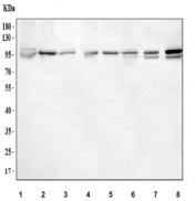 Western blot testing of 1) human K562, 2) human Raji, 3) human 293T, 4) monkey COS7, 5) human HepG2, 6) human A549, 7) rat C6 and 8) mouse NIH 3T3 cell lysate with ITCH antibody. Predicted molecular weight: 86/99/102 kDa (multiple isoforms).