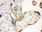 IHC testing of frozen human placenta with TLR7 antibody.