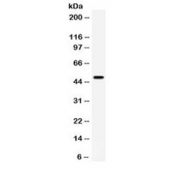 Western blot testing of human HeLa cell lysate with CD27 antibody. Predicted molecular weight ~29/45 kDa (unmodified/glycosylated).