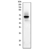 Western blot testing of human ThP-1 cell lysate with anti-CD33 antibody. Predicted molecular weight is 40-67 kDa depending on glycosylation level.