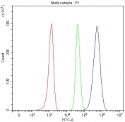 Flow cytometry testing of fixed and permeabilized human Raji cells with Cofilin 2 antibody at 1ug/million cells (blocked with goat sera); Red=cells alone, Green=isotype control, Blue= Cofilin 2 antibody.