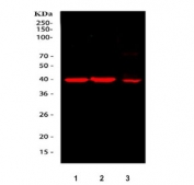 Western blot testing of 1) human Jurkat, 2) rat thymus and 3) mouse thymus tissue lysate with Adenosine deaminase antibody. Expected molecular weight ~41 kDa.