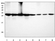 Western blot testing of 1) human MCF7, 2) RT4, 3) SW620, 4) human U-251, 5) rat liver, 6) rat brain, 7) mouse liver and 8) mouse brain tissue lysate with SIP antibody. Expected/observed molecular weight ~26 kDa.