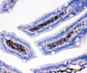 IHC testing of FFPE mouse intestine with Cd9 antibody. HIER: boil tissue sections in pH8 EDTA for 20 min and allow to cool before testing.