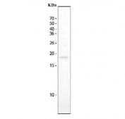 Western blot testing of mouse stomach lysate with Gip antibody. Expected molecular weight ~17 kDa.