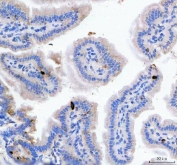 IHC staining of FFPE mouse colon tissue with Gip antibody. HIER: boil tissue sections in pH8 EDTA for 20 min and allow to cool before testing.