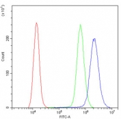 Flow cytometry testing of human A431 cells with DDAH1 antibody at 1ug/10^6 cells (blocked with goat sera); Red=cells alone, Green=isotype control, Blue= DDAH1 antibody.