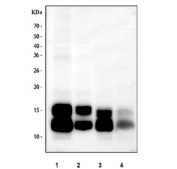 Western blot testing of 1) rat spleen, 2) rat lung, 3) mouse spleen and 4) mouse lung tissue lysate with Platelet factor 4 antibody at 0.5ug/ml. Expected molecular weight: ~8/16/32 kDa (monomer/dimer/tetramer).