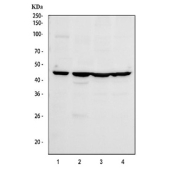 Western blot testing of human 1) PC-3, 2) ThP-1, 3) HepG2 and 4) U-2 OS cell lysate with Perilipin 3 antibody at 0.5ug/ml. Predicted molecular weight ~47 kDa.