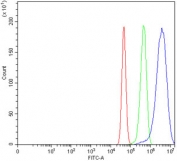 Flow cytometry testing of human U-87 MG cells with ACTN4 antibody at 1ug/million cells (blocked with goat sera); Red=cells alone, Green=isotype control, Blue= ACTN4 antibody.