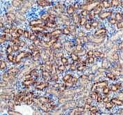 IHC staining of FFPE mouse kidney tissue with AMACR antibody. HIER: boil tissue sections in pH8 EDTA for 20 min and allow to cool before testing.