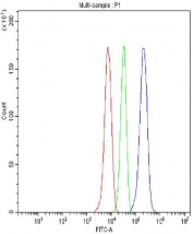 Flow cytometry testing of fixed and permeabilized human HepG2 cells with AMACR antibody at 1ug/million cells (blocked with goat sera); Red=cells alone, Green=isotype control, Blue= AMACR antibody.