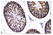 IHC staining of FFPE rat testis tissue with AMHR2 antibody. HIER: boil tissue sections in pH8 EDTA for 20 min and allow to cool before testing.
