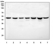 Western blot testing of 1) human Jurkat, 2) human HEL, 3) human RT4, 4) rat testis, 5) rat PC-12, 6) mouse testis and 7) mouse RAW264.7 cell lysate with APOBEC3G antibody at 0.5ug/ml. Predicted molecular weight: ~46 kDa.