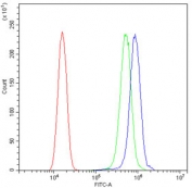 Flow cytometry testing of human SiHa cells with ARF6 antibody at 1ug/10^6 cells (blocked with goat sera); Red=cells alone, Green=isotype control, Blue= ARF6 antibody.