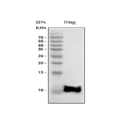Western blot testing of mouse recombinant protein with BCA1 antibody at 0.5ug/ml.