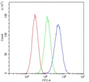 Flow cytometry testing of human HepG2 cells with ACAA2 antibody at 1ug/10^6 cells (blocked with goat sera); Red=cells alone, Green=isotype control, Blue= ACAA2 antibody.