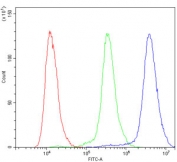 Flow cytometry testing of human WISH cells with ACTN3 antibody at 1ug/million cells (blocked with goat sera); Red=cells alone, Green=isotype control, Blue= ACTN3 antibody.