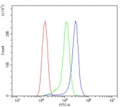 Flow cytometry testing of rat RH35 cells with ACVR2A antibody at 1ug/million cells (blocked with goat sera); Red=cells alone, Green=isotype control, Blue= ACVR2A antibody.