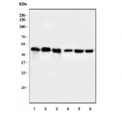 Western blot testing of human 1) placenta, 2) PC-3, 3) T-47D, 4) U937, 5) U-251 MG and 6) HepG2 cell lysate with ADK antibody. Expected molecular weight: 40-45 kDa.
