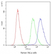 Flow cytometry testing of human HeLa cells with ADO antibody at 1ug/10^6 cells (blocked with goat sera); Red=cells alone, Green=isotype control, Blue=ADO antibody.
