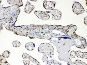IHC testing of FFPE human placenta with AKR1B1 antibody at 1ug/ml. HIER: steam sections in pH6 citrate buffer for 20 min.