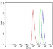 Flow cytometry testing of human HEL cells with ALDH1B1 antibody at 1ug/million cells (blocked with goat sera); Red=cells alone, Green=isotype control, Blue= ALDH1B1 antibody.