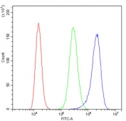 Flow cytometry testing of human A431 cells with ARHGEF1 antibody at 1ug/million cells (blocked with goat sera); Red=cells alone, Green=isotype control, Blue= ARHGEF1 antibody.