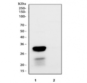 Western blot testing of human 1) ThP-1 and 2) MCF7 cell lysate with Cathepsin G antibody at 0.5ug/ml. Predicted molecular weight ~29 kDa, can be observed at ~36 kDa.
