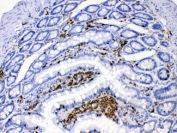 IHC testing of FFPE rat intestine with DHODH antibody at 1ug/ml. HIER: steam section in pH6 citrate buffer for 20 min.