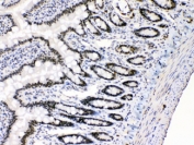 IHC testing of FFPE rat intestine with E2F4 antibody at 1ug/ml. HIER: steam section in pH6 citrate buffer for 20 min.