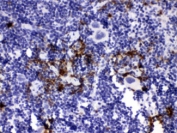 IHC staining of FFPE mouse spleen tissue with Neutrophil Elastase antibody, HRP-labeled secondary and DAB substrate. HIER: boil tissue sections in pH6 citrate buffer for 20 min and allow to cool before testing.