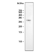 Western blot testing of mouse spleen tissue lysate with Neutrophil Elastase antibody at 0.5ug/ml. Expected molecular weight: 29-35 kDa.