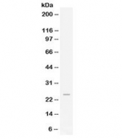Western blot testing of human HeLa lysate with FGF19 antibody at 0.5ug/ml. Predicted/observed molecular weight: ~24 kDa.
