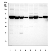 Western blot testing of 1) human SiHa, 2) human A549, 3) human K562, 4) human A431, 5) rat lung, 6) rat heart, 7) mouse lung and 8) mouse heart tissue lysate with GPI antibody at 0.5ug/ml. Predicted molecular weight: ~63 kDa.