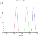 Flow cytometry testing of fixed and permeabilized human U-2 OS cells with KDM5B antibody at 1ug/million cells (blocked with goat sera); Red=cells alone, Green=isotype control, Blue= KDM5B antibody.